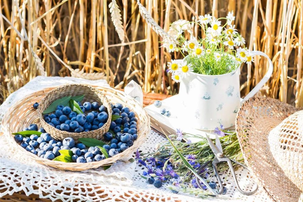 Comencemos Por Los Antioxidantes