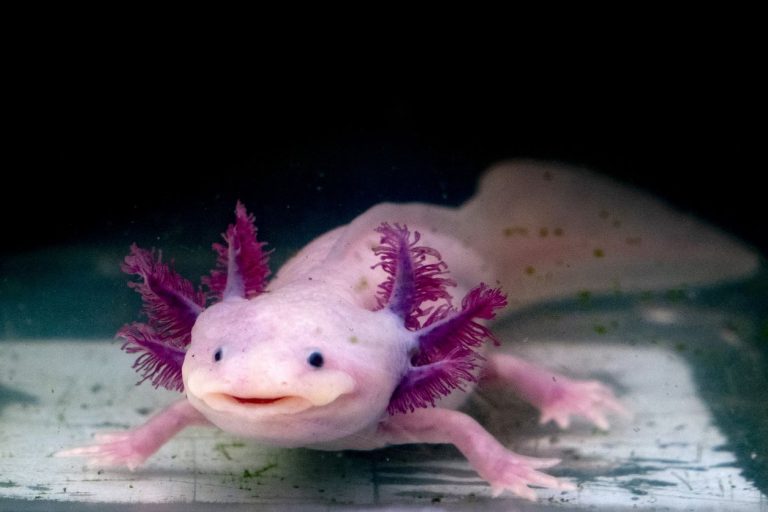 Los animales más extraños del mundo: 10 criaturas que no creerás que existen