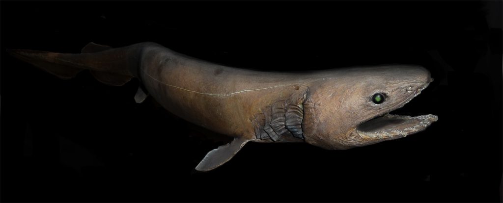 Tiburón Anguila