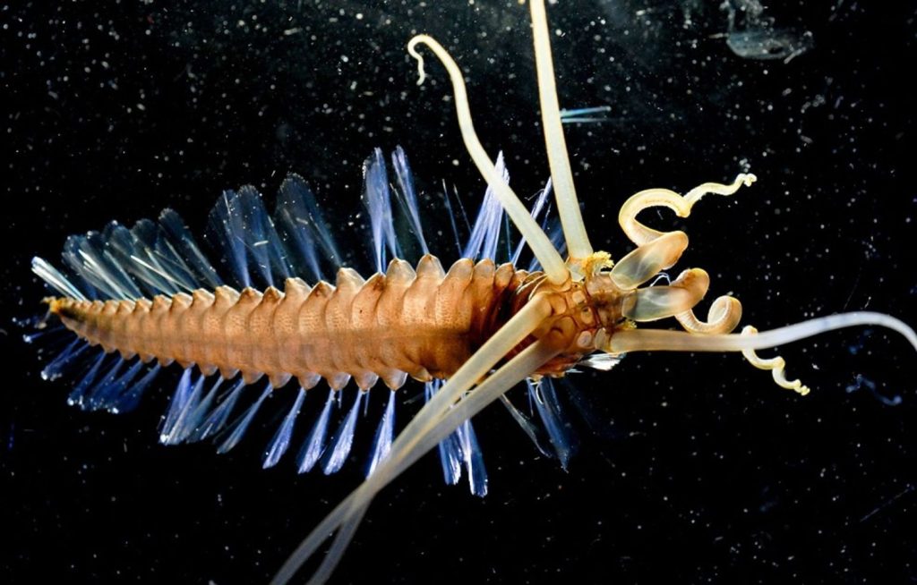 ¿Cuántas Especies De Animales Se Estima Que Existen En El Planeta?