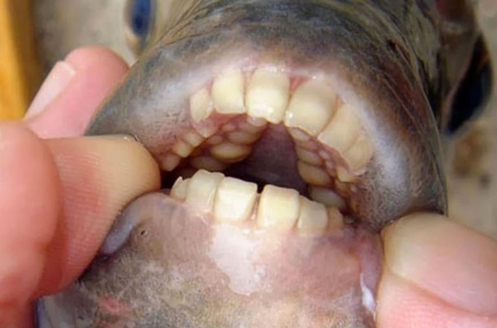 Pez Pacu