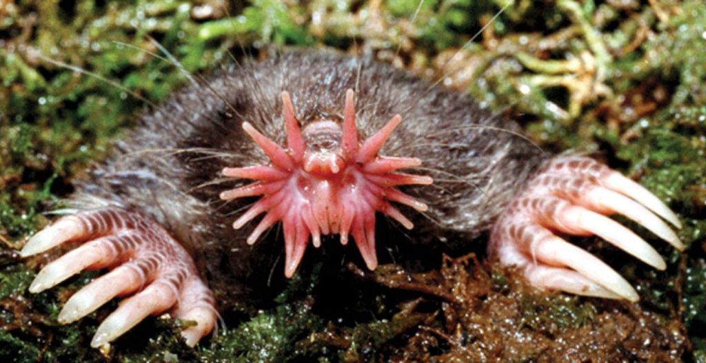 Topo De Nariz Estrellada