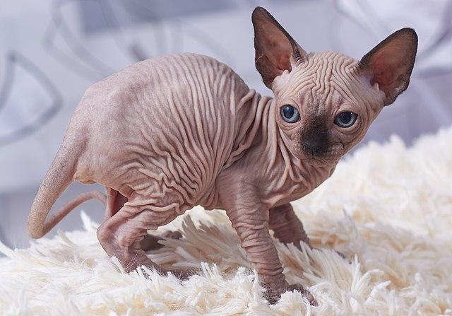 Gato Esfinge