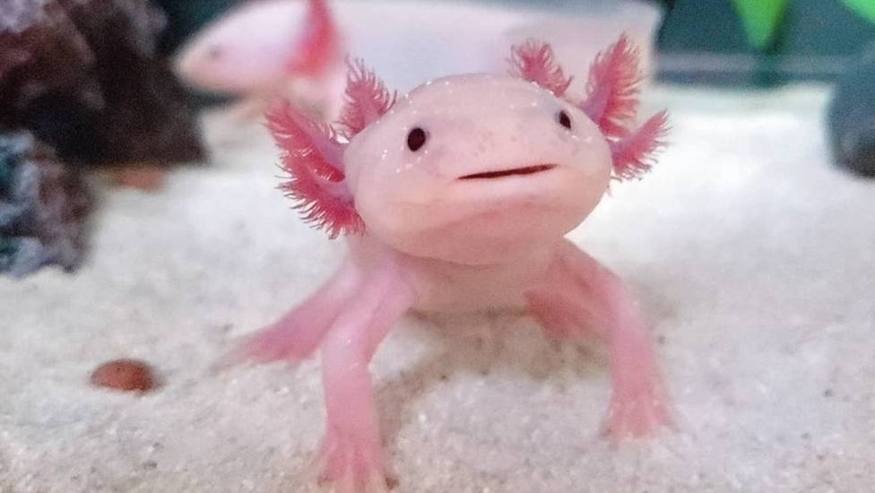 Ajolote