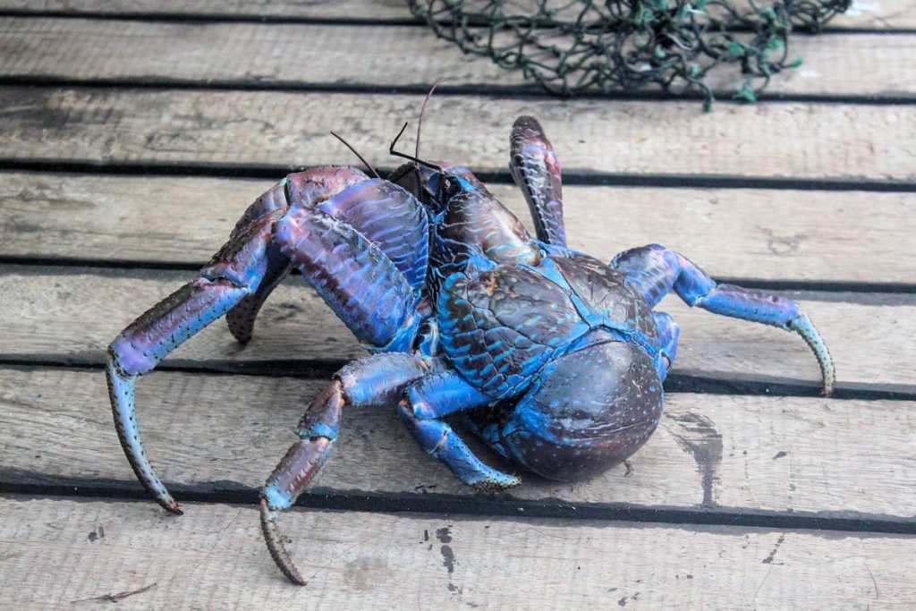 Cangrejo De Los Cocoteros