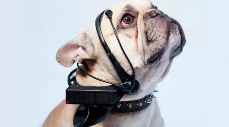 Traductor Canino