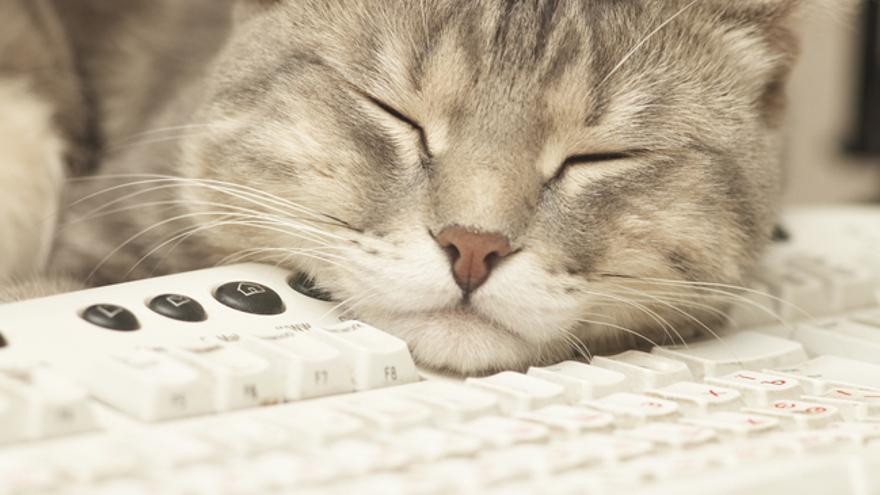 Software Detector De Gatos En El Teclado