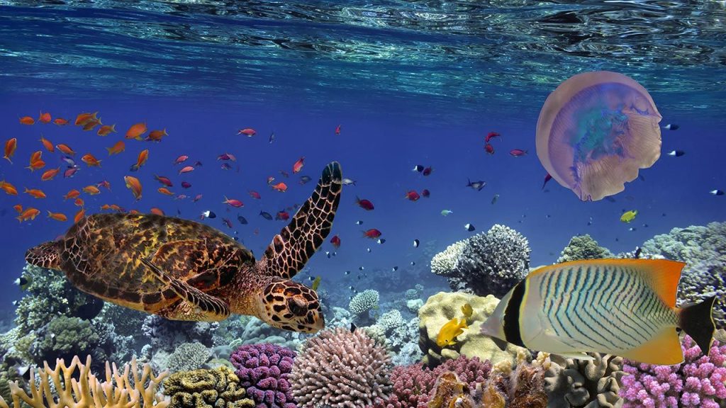 ¿Cuántas Especies Habitan En Los Océanos?