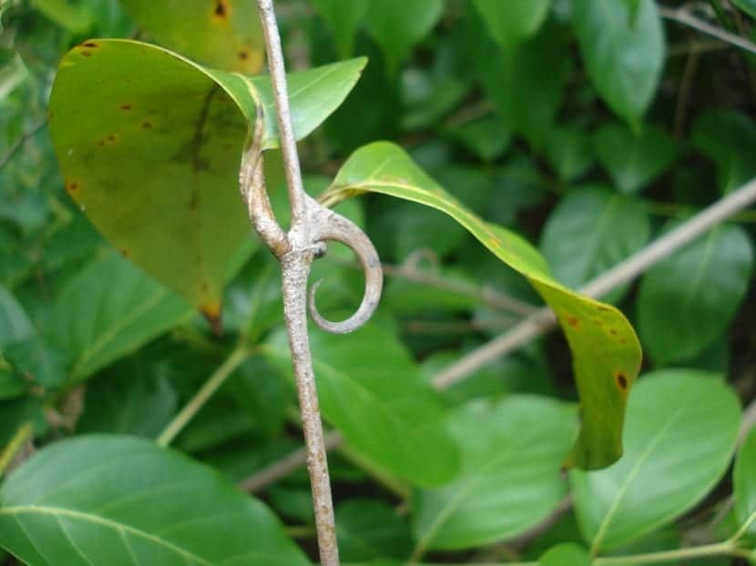 Uña De Gato (Uncaria Tormentosa)