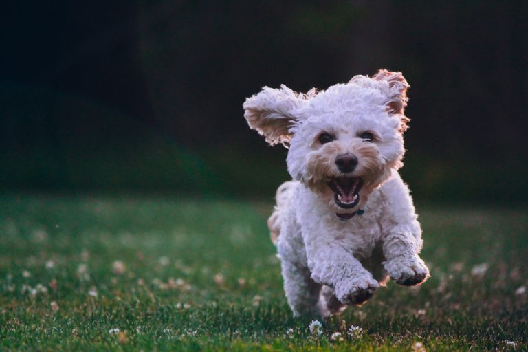 Lugares con encanto de Madrid donde puedes llevar a tu perro suelto