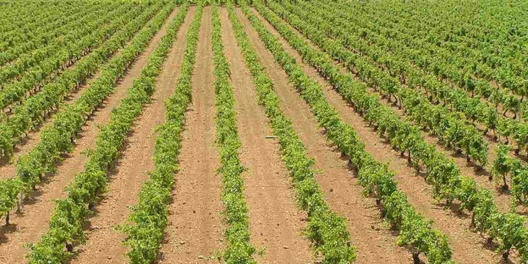 Los eco-regímenes se apoderan del sector para «resucitar» a los ganaderos