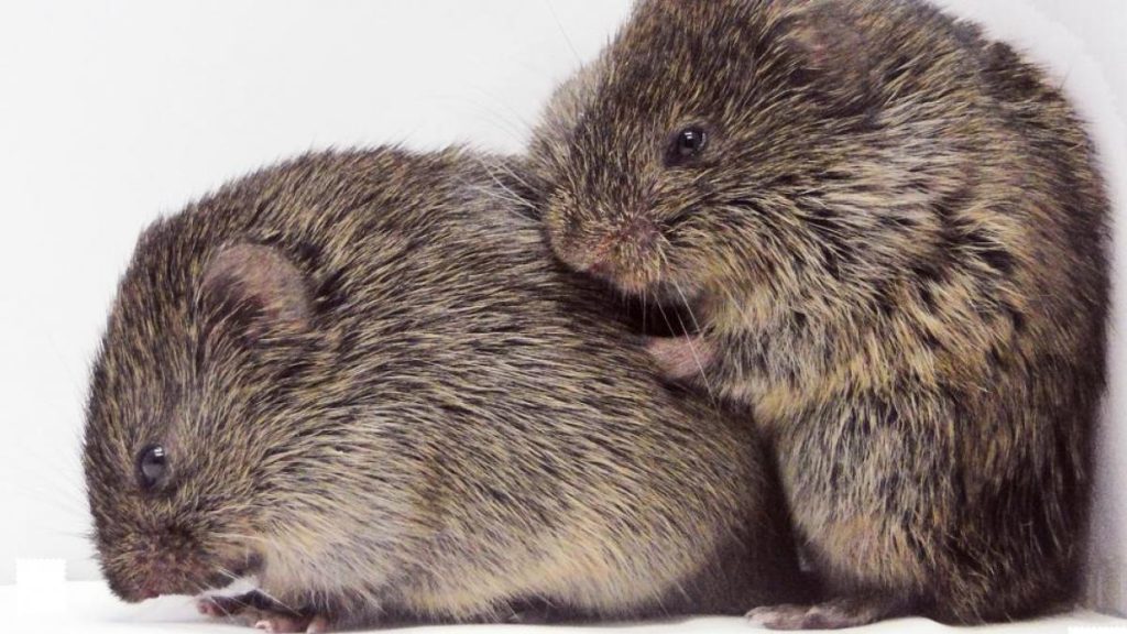 El Mito Hecho Ciencia Que Se Ha Derribado Sobre La Monogamia