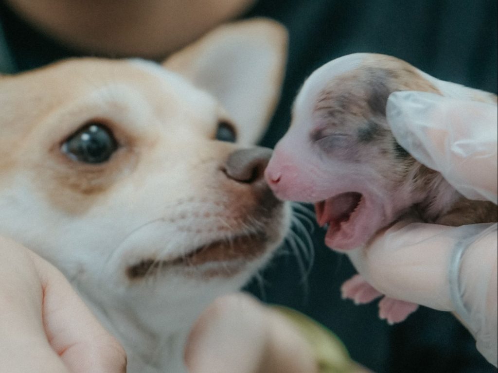 Seguros Para Mascotas ¿En Qué Consisten Y Hasta Qué Punto Merecen La Pena