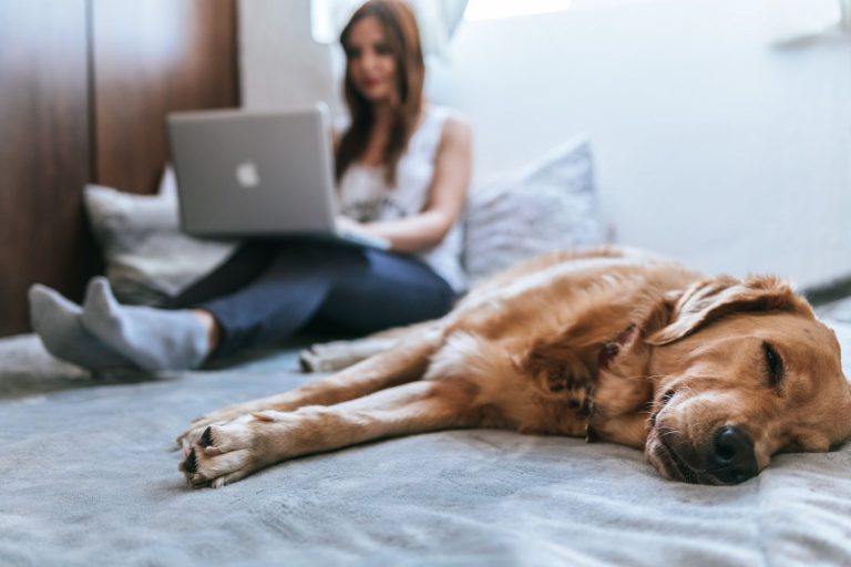 Seguros para mascotas: ¿en qué consisten y hasta qué punto merecen la pena?