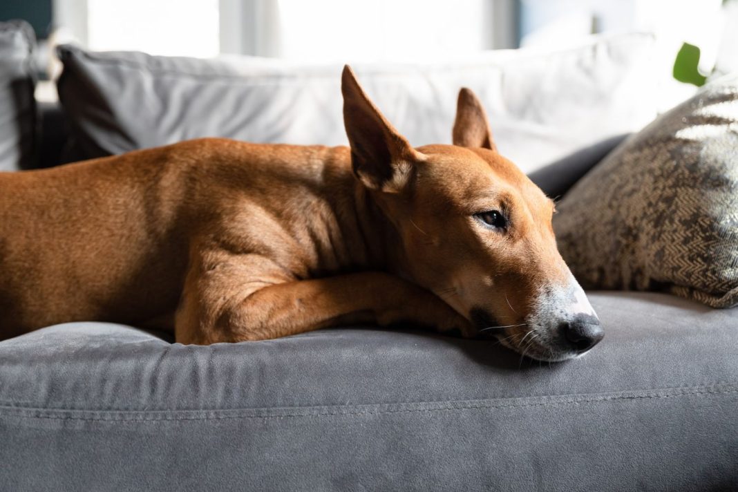 Seguros para mascotas ¿en qué consisten y hasta qué punto merecen la pena