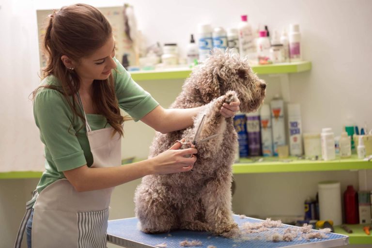 ¿Qué errores cometen los dueños en el cuidado de sus perros?, con Pelitos Peluquería Canina