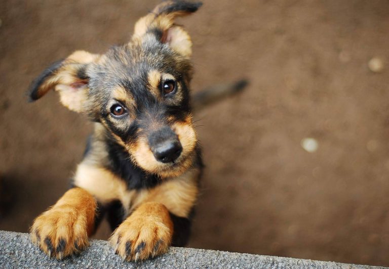 Los servicios de La Central del Cachorro, el buscador de mascotas con más garantías de salud y cuidados de los animales