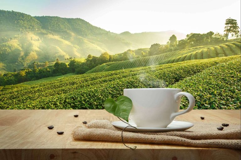 Las variedades de café de origen que se pueden obtener en Café Ciano