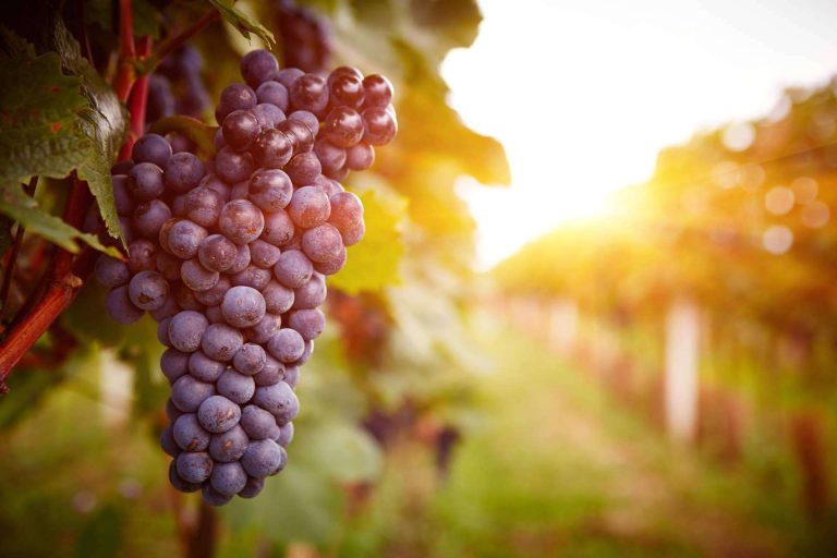 Naturelovers Wines y el vino artesanal 8 Copas