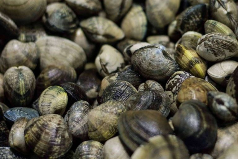Moluscos de temporada disponibles en Lonja de Ayamonte
