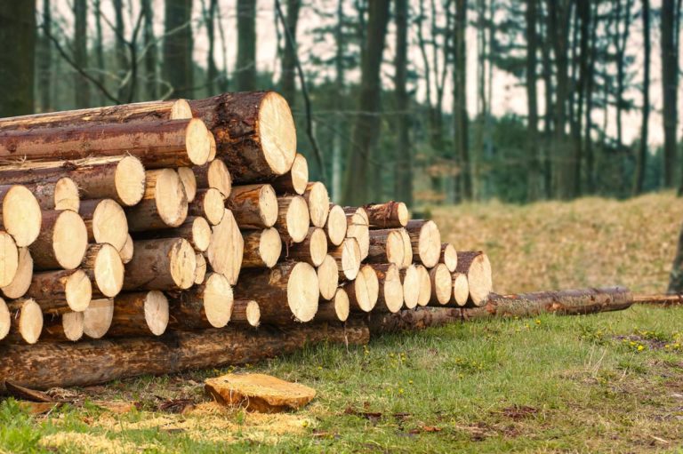 Tala de árboles, poda de palmeras y mantenimiento de jardines, de la mano de Podarama