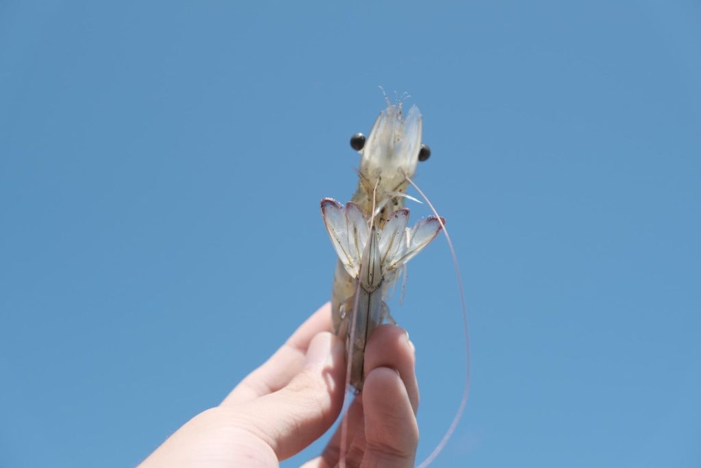 ¡Que No Te Engañen! Cómo Saber Si Unas Gambas Son Frescas