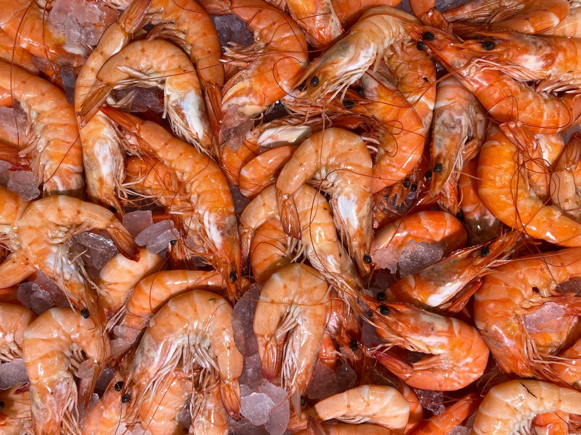 ¡Que No Te Engañen! Cómo Saber Si Unas Gambas Son Frescas