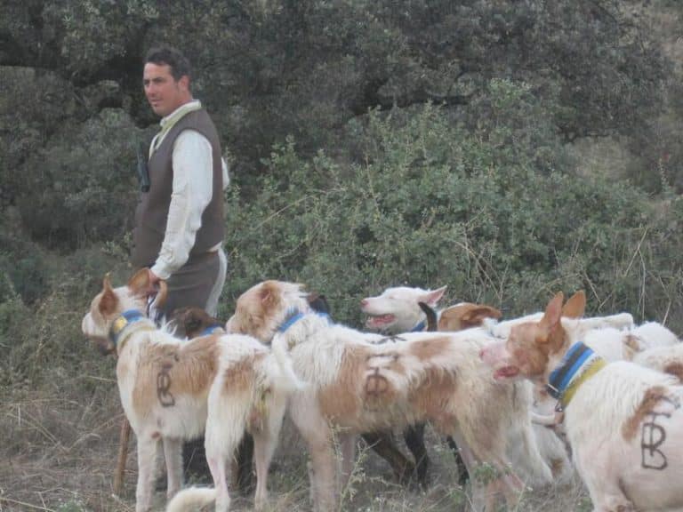 Animalistas se manifiestan mañana en 44 ciudades contra la exclusión de los perros de caza de la ley de bienestar