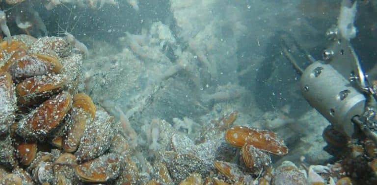 Las ONG ambientales celebran que el Congreso pida al Gobierno una moratoria de la minería submarina a nivel global