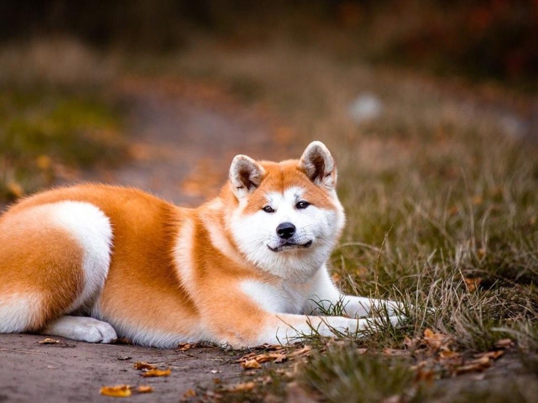 Akita Inu