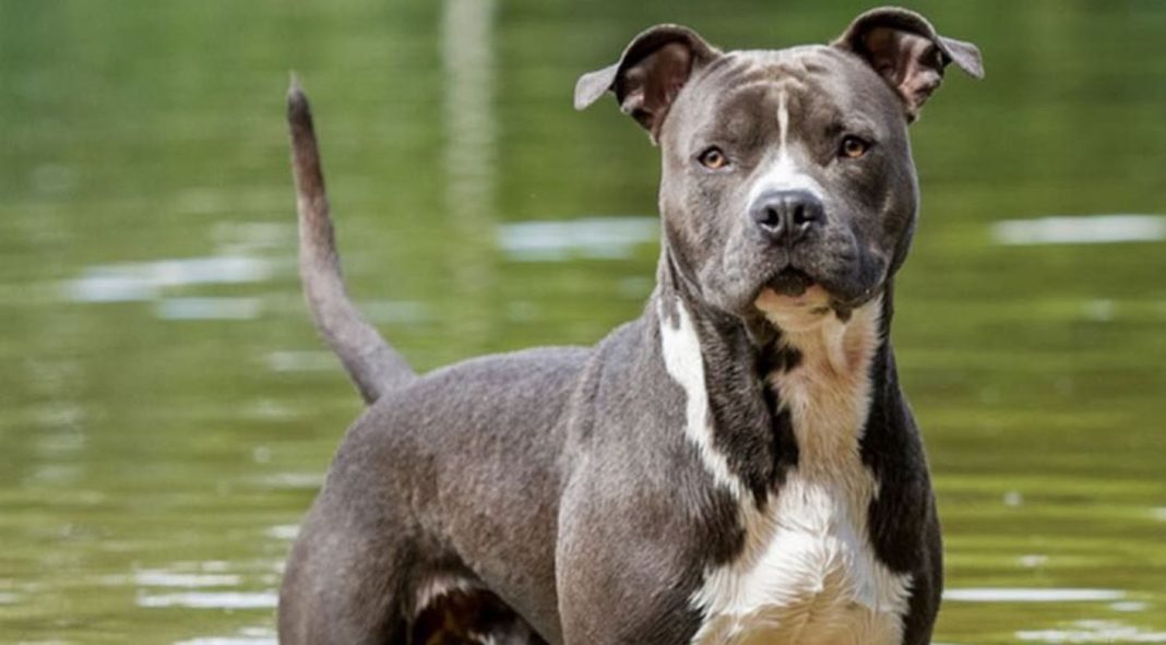 American Staffordshire Terrier