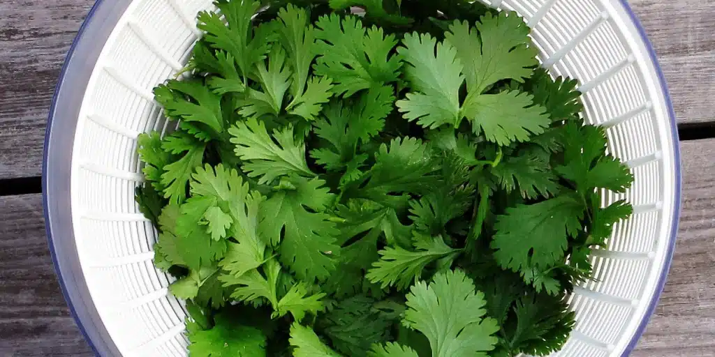 Los Beneficios Del Cilantro Que Te Hará Tomarlo Cada Día