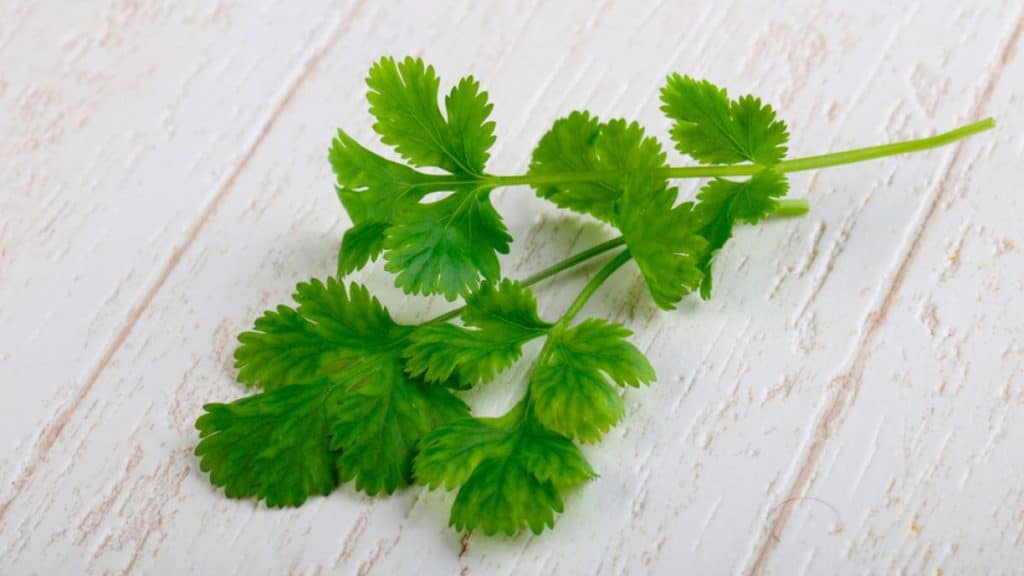 Los Beneficios Del Cilantro Que Te Hará Tomarlo Cada Día