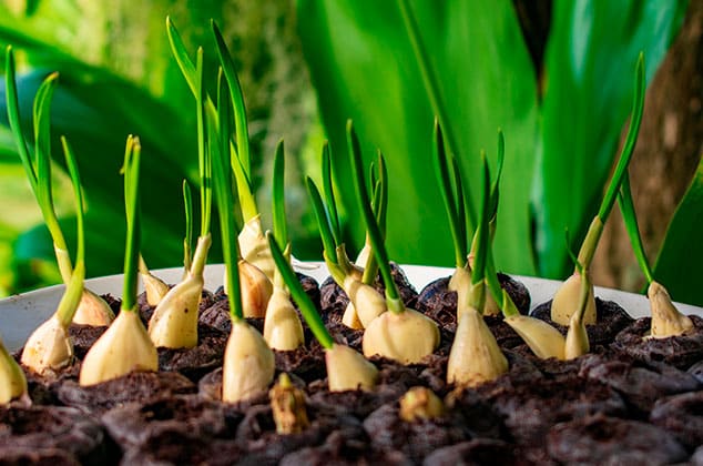 Procedimiento Súper Simple Y Económico Para Cultivar Ajo En El Hogar