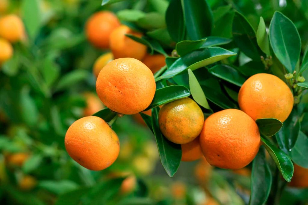Consejos Para Que Conserves De Mejor Manera Las Mandarinas