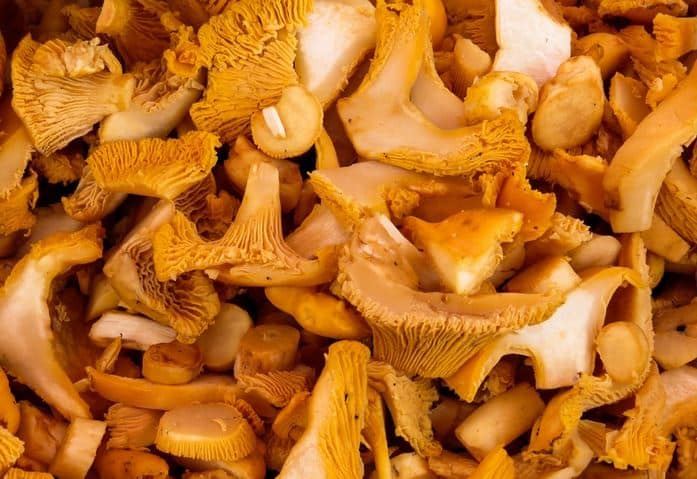 Las Setas, Tan Ricas Como Saludables