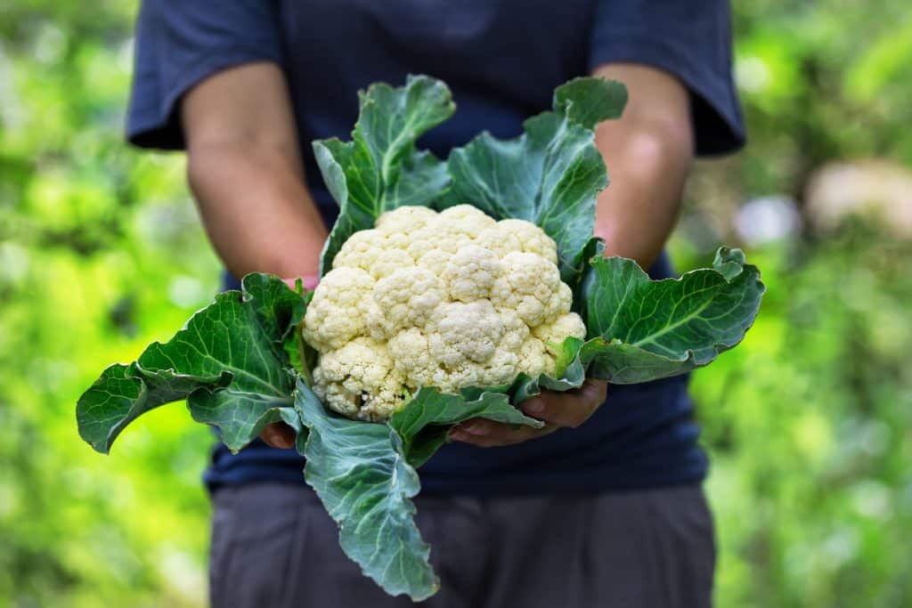 Propiedades Y Beneficios De La Coliflor