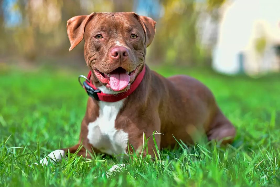 Pit Bull Terrier