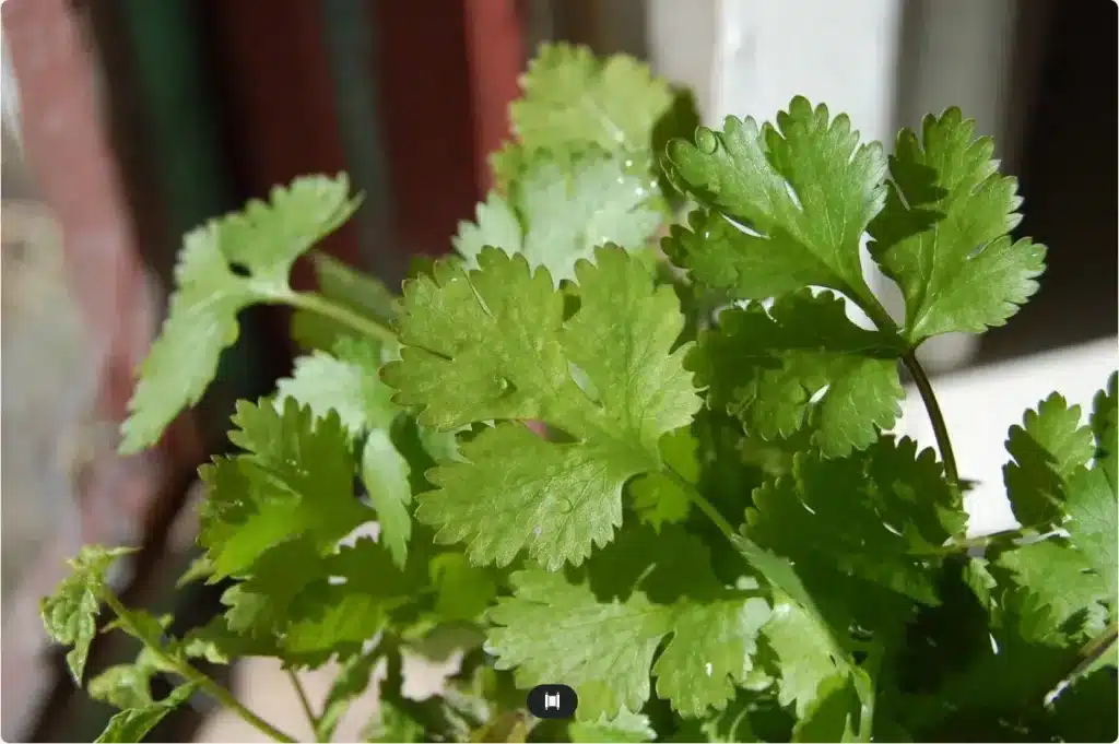 Los Beneficios Del Cilantro Que Te Hará Tomarlo Cada Día