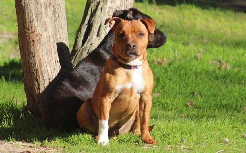 Staffordshire Bull Terrier