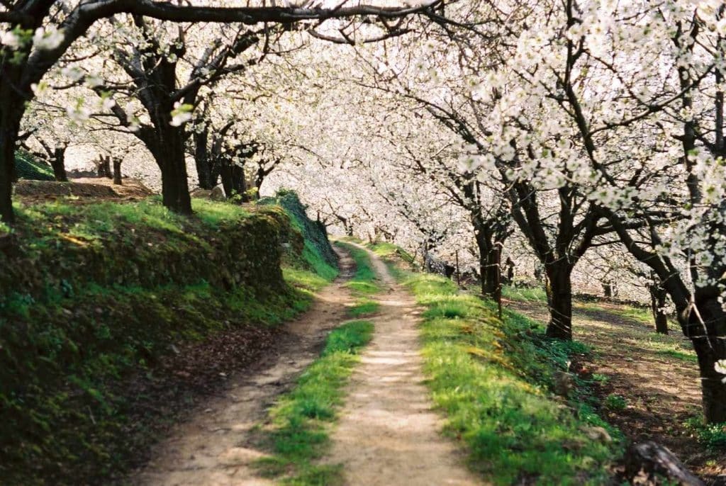 Valle Del Jerte En Cáceres