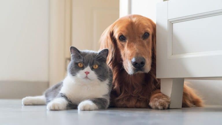 Verdades y mentiras de la Ley de Bienestar Animal: de la zoofilia a esterilizar gatitos