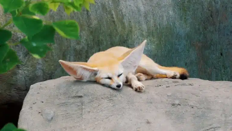 El Zorro fénec.