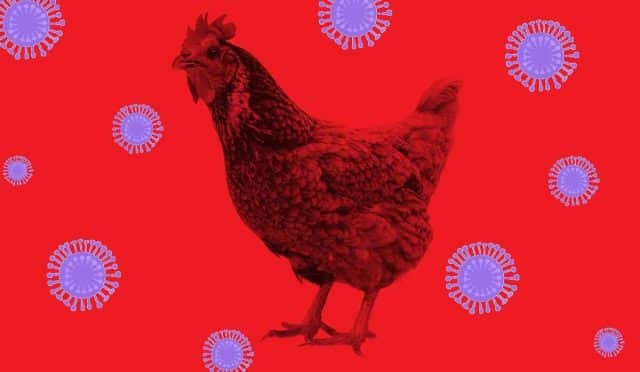 Alarma por la gripe aviar