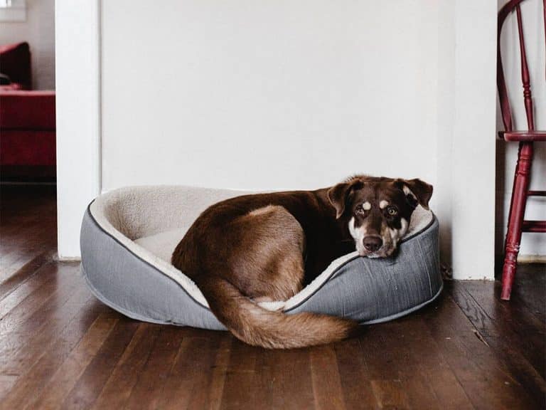 Este es el multazo que te puedes llevar por dejar a tu perro o gato solo en casa