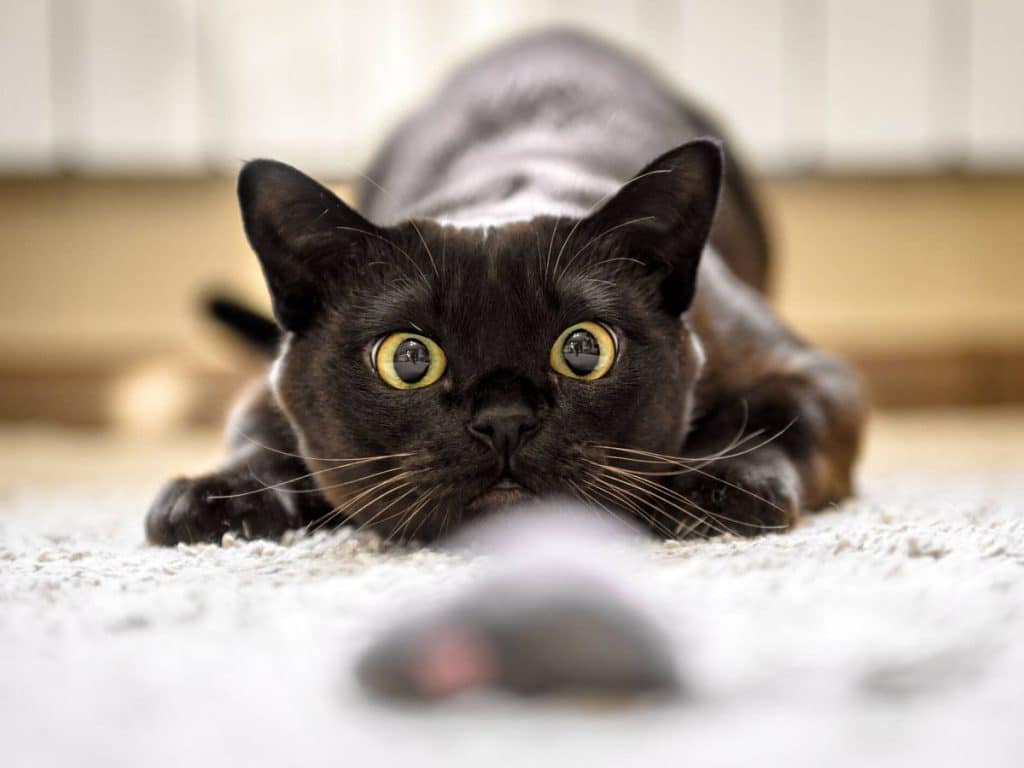 Tu Gato Necesitará Ir Al Veterinario