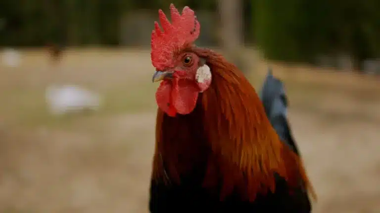 ¿Cómo hacen los gallos para no quedarse sordos?