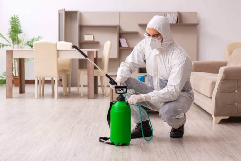 Las diferentes trampas e insecticidas para avispas disponibles en Productos Antiplagas