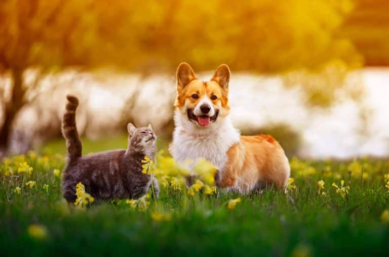 La creación de publicidad digital para encontrar gatos perdidos con mascotaperdida112.com