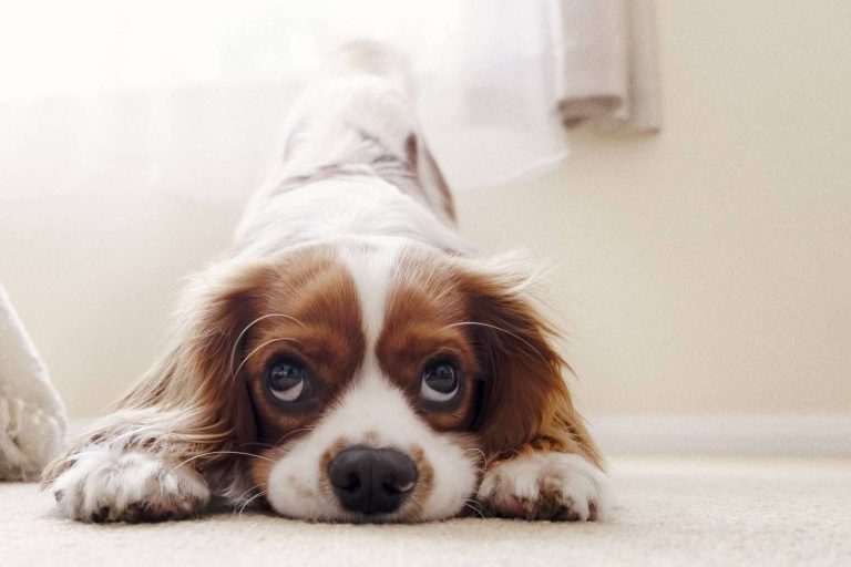 Emprender un negocio propio con ‘Bécate’ de El Perro Feliz, el cual ofrece 6 becas de 7.500 €